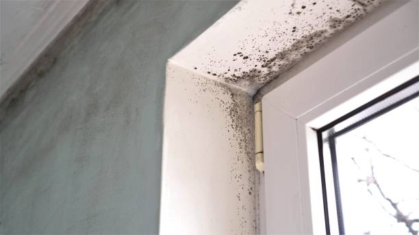 Best Post-Flood Mold Remediation in Guymon, OK
