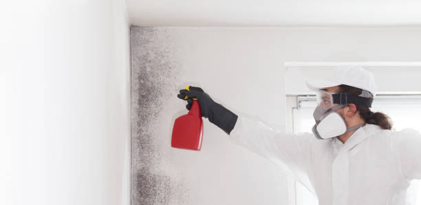 Best Attic Mold Remediation in Guymon, OK