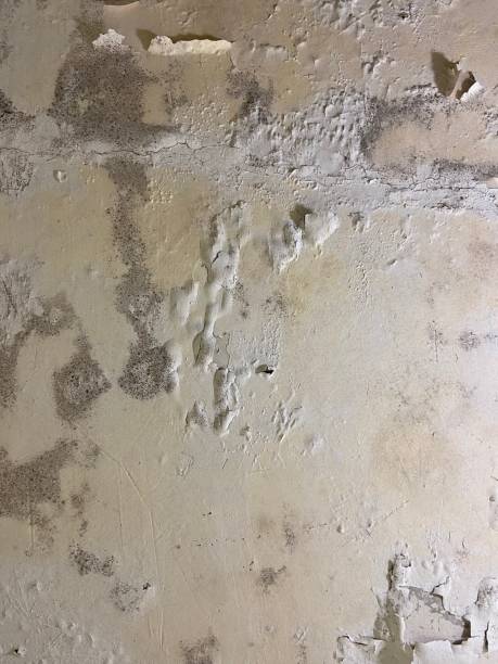 Best Industrial Mold Remediation in Guymon, OK