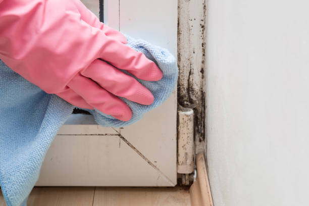 Best Kitchen Mold Remediation in Guymon, OK