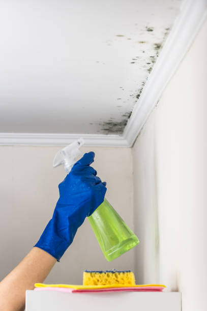 Best Emergency Mold Remediation in Guymon, OK