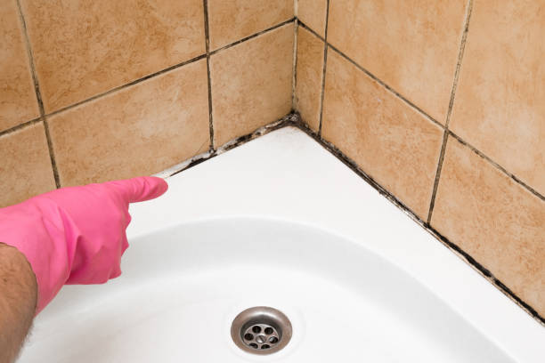 Best Preventive Mold Services in Guymon, OK